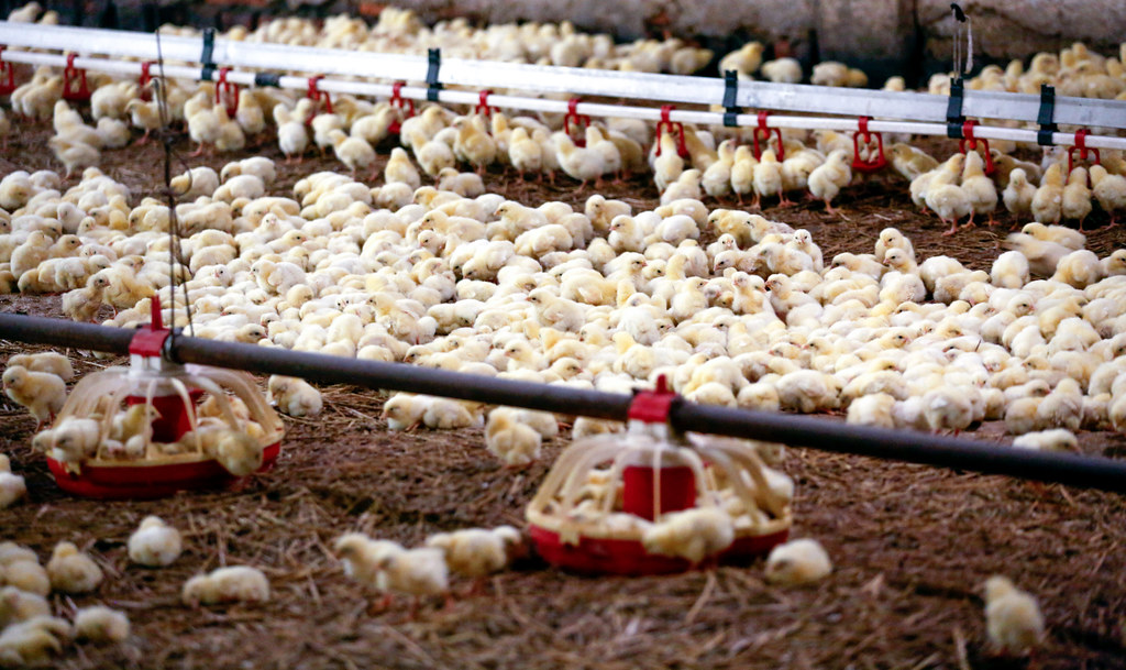 Raising broiler chickens for meat, first day of life. Flickr