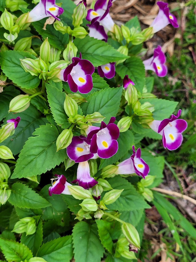 Mead Botanical Garden October 23, 2021 Pictures taken at… Flickr