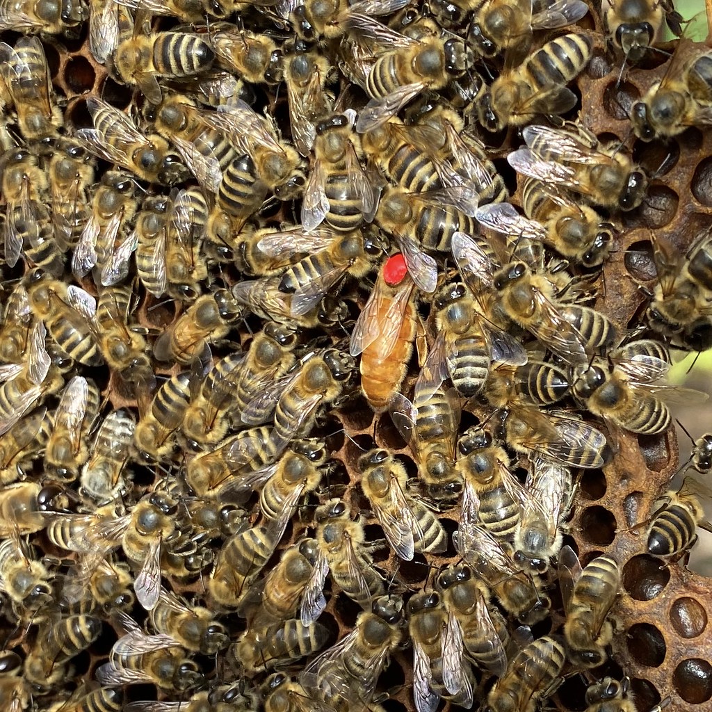 The Queen honey bee Worker honey bees attending to their q… Flickr