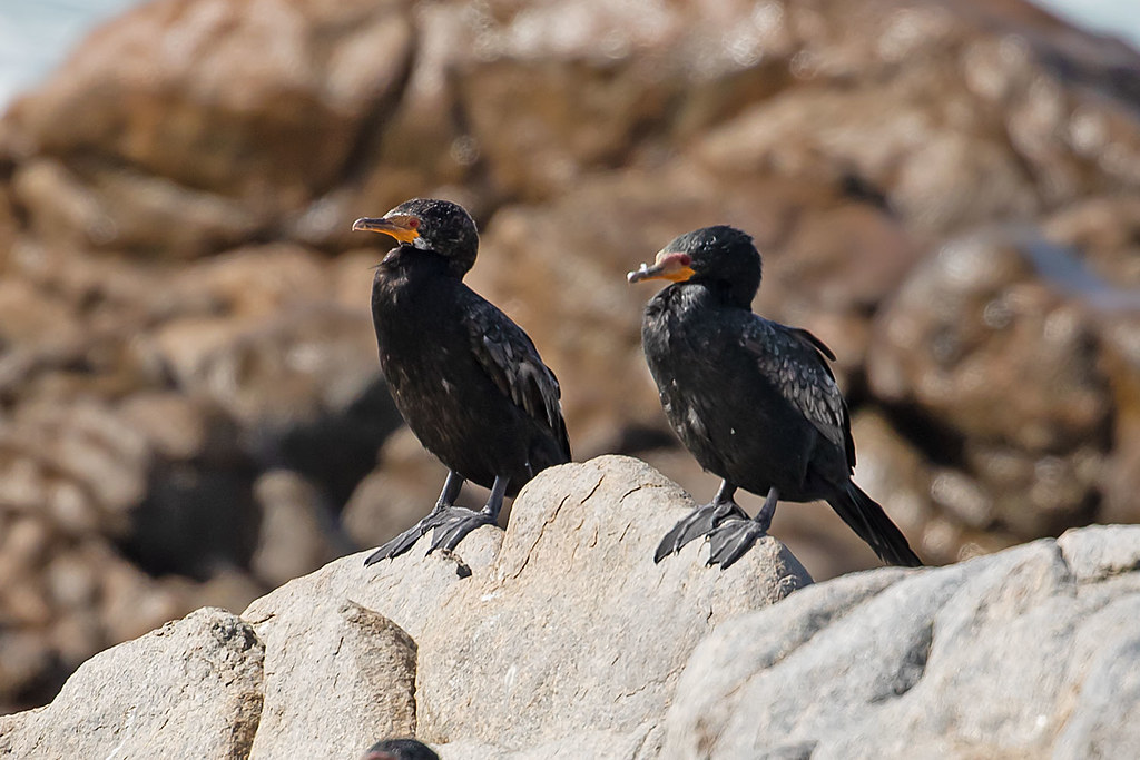 Crowned Cormorants Cape Town, South Africa. Peter Maton Flickr