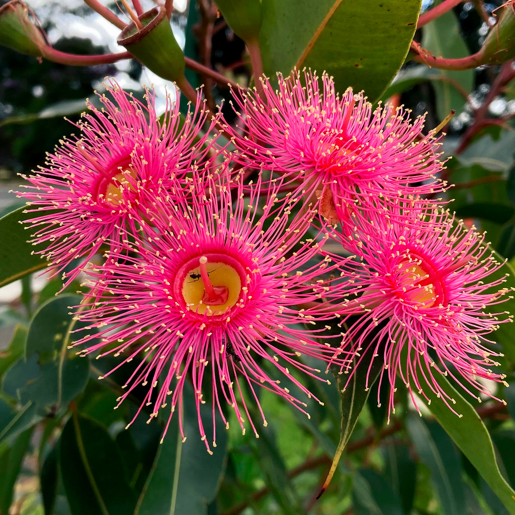 Ornamental Gumtree Flower 47/100 x Flowers 2023 Corymbia … Flickr