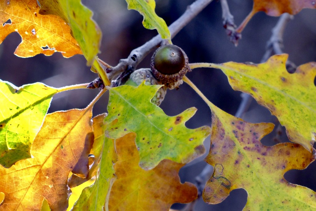 Scrub Oak Fall Colors Some nice stands of scrub oak in the… Flickr