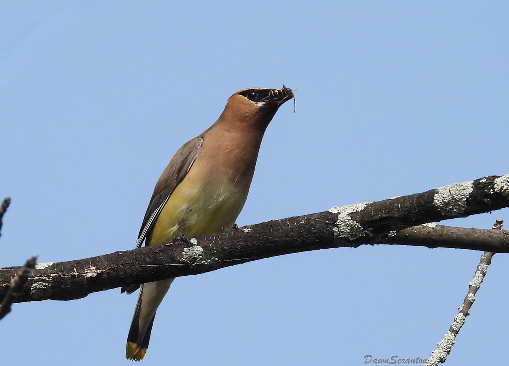 Cedar Waxwing The wasp does not look too appetizing to me … Flickr
