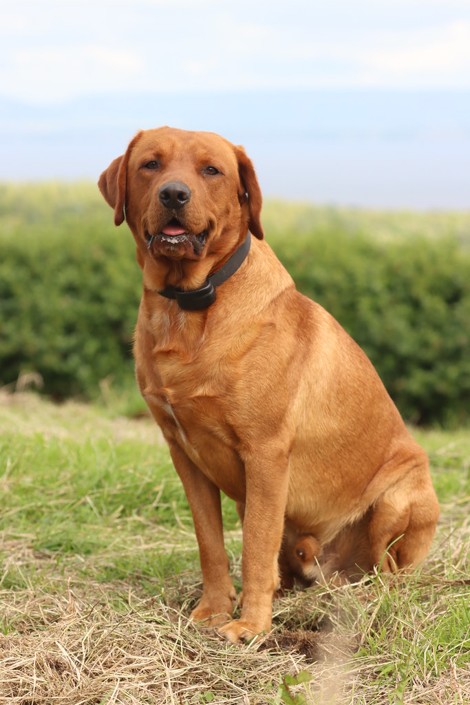 Goodison in the garden Chris Mcg Flickr