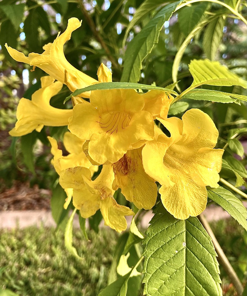 Yellow Bells 100923 Kenyon Kane Flickr