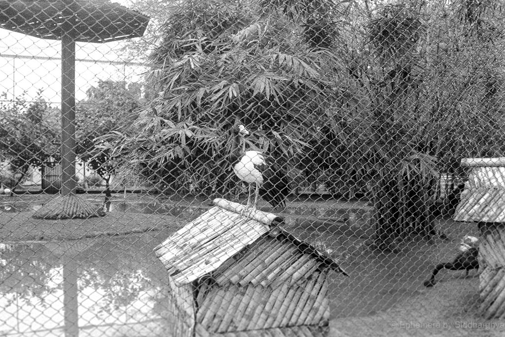 Eco Park on 2 October 2023 Minolta X500 Developer Caffen… Flickr