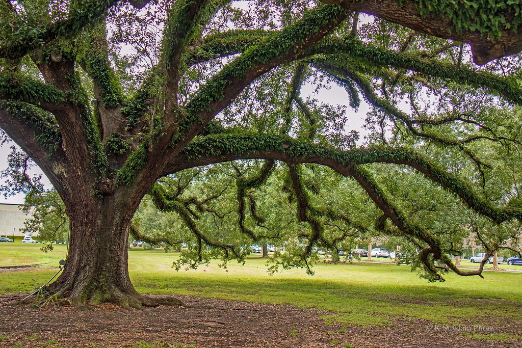 live oak, City Park, New Orleans IMG_8274r The name live o… Flickr