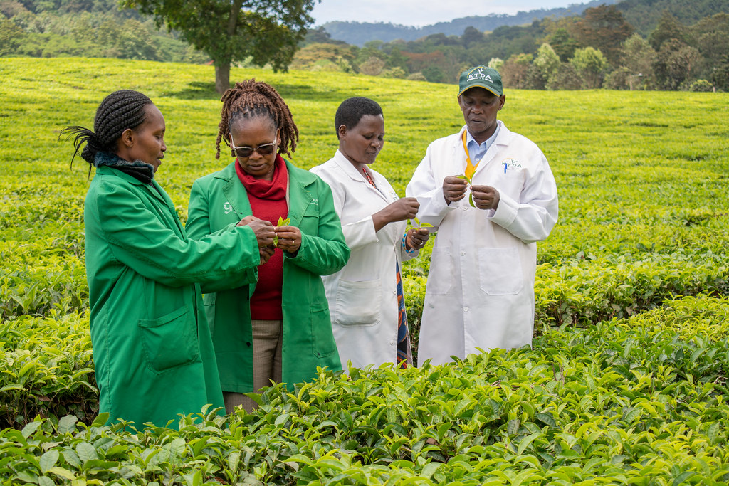 Women Win Michimikuru Tea Farm (Meru County) Women Win … Flickr