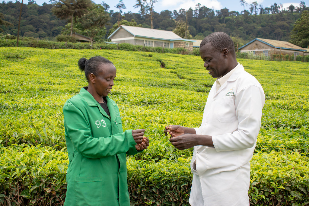 Women Win Michimikuru Tea Farm (Meru County) Women Win … Flickr
