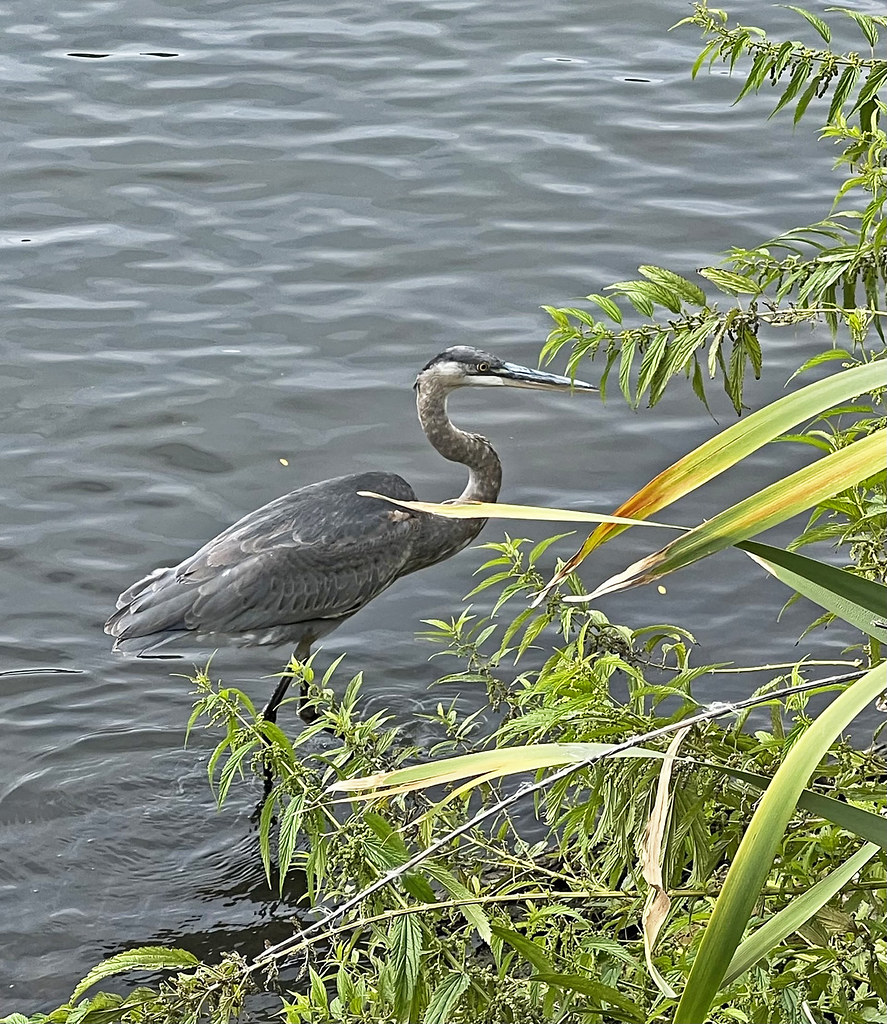 Blue Heron sighting on the North Branch of the Chicago Riv… Flickr