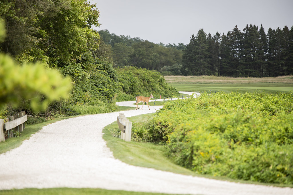 133 Aquidneck Land Trust Flickr