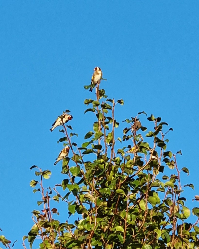 Stieglitz (Carduelis carduelis) Stieglitz (Carduelis cardu… Flickr