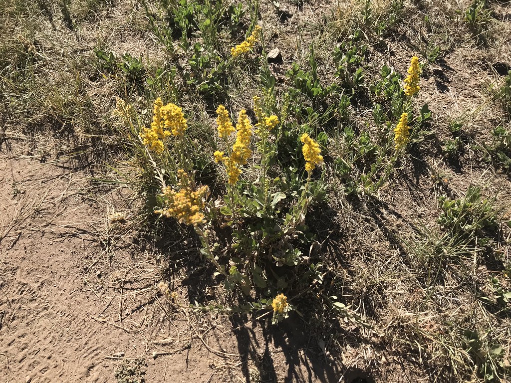 California Goldenrod Blooms late August through October John T Flickr