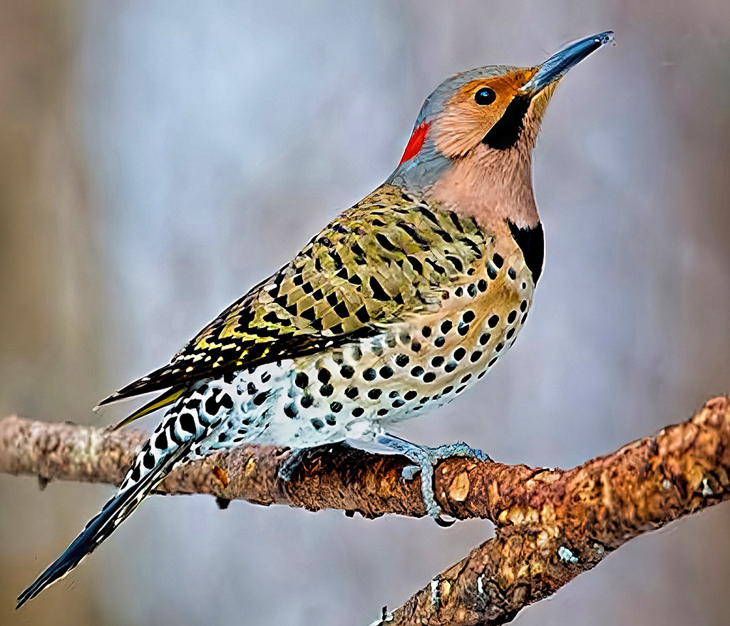 Northern Flicker Male Bird Flicker has yellow underwings a… Flickr