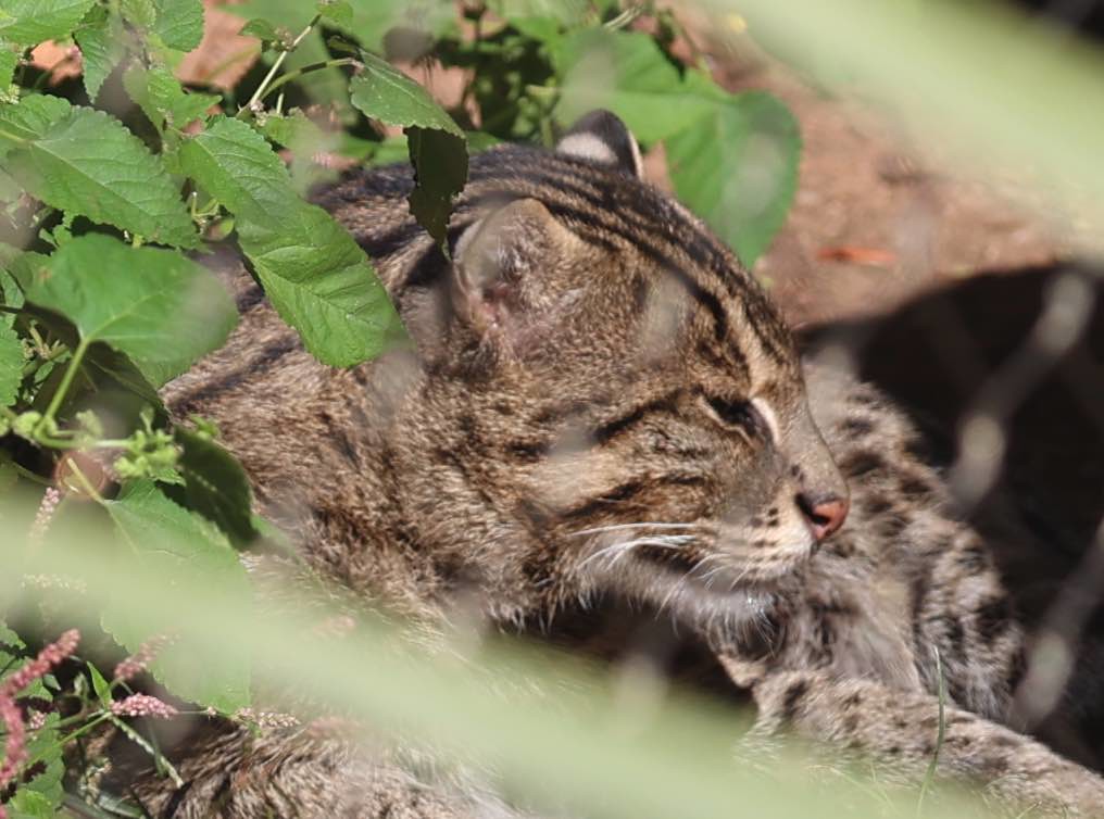 Fisher Cat Oklahoma City Zoo Jean Ogden Just Chaos Photography Flickr