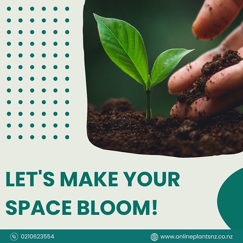 nz indoor plants nz indoor plants onlineplantsnz.co.nz/ online