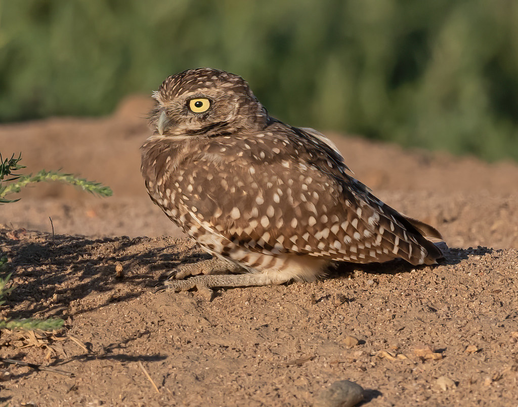 Burrowing Owl 23204 Burrowing Owl Weld County, Colorado Mike Dunn Flickr
