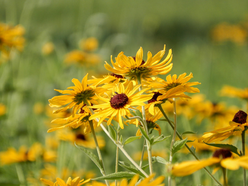  "Burr Oak Woods" Blue Springs, MO Dblackwood Flickr