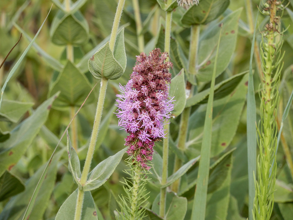 Burr Oak Woods Blue Springs, MO Flickr