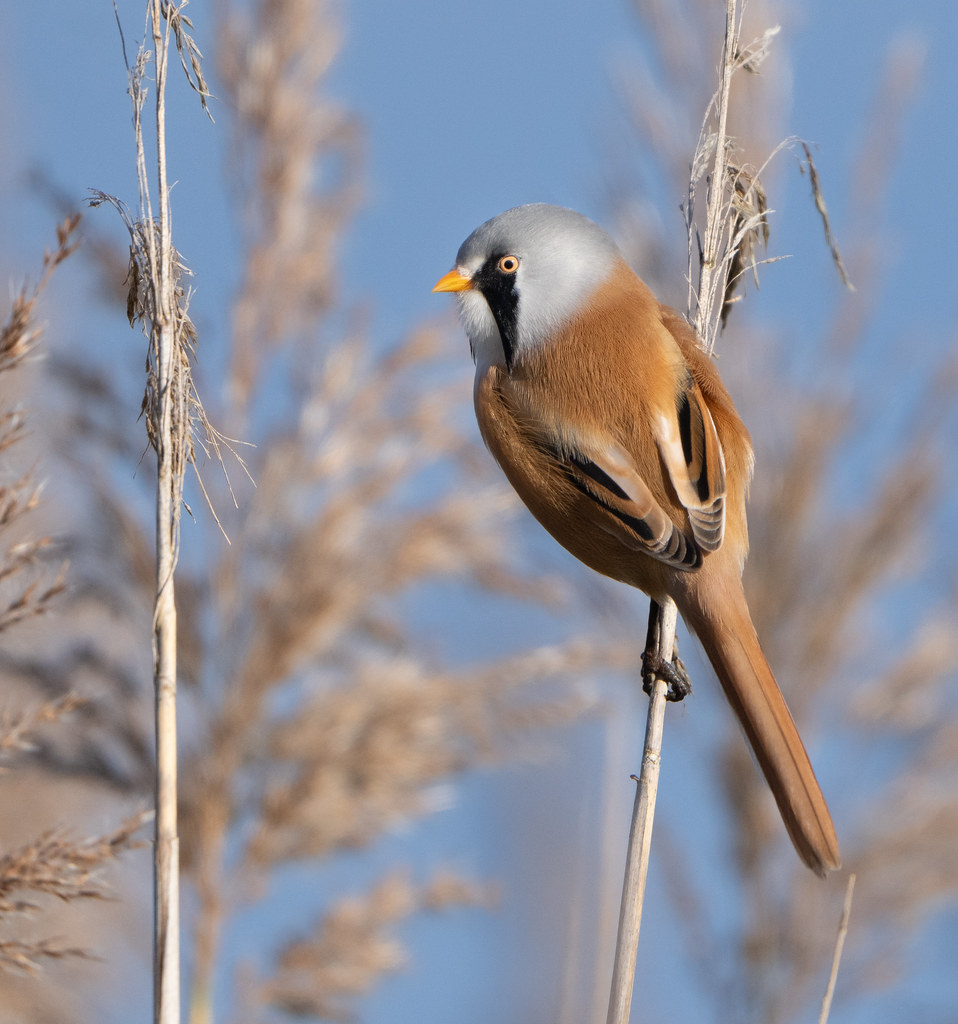 Bearded Tit. Tay reed beds. Ian Cook Flickr