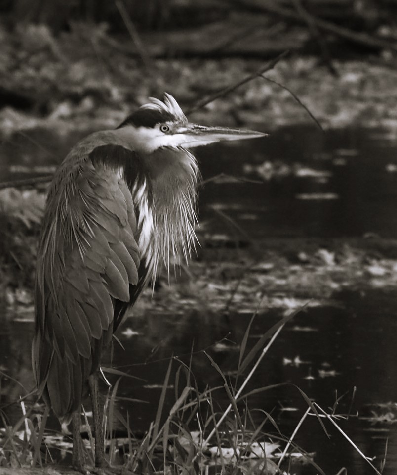 PA143047 Outstanding in the rain. russ wallace Flickr