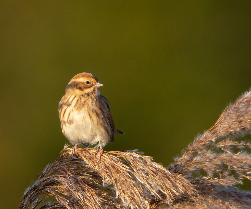 Reed Bunting (f.) Tay reed beds. Ian Cook Flickr