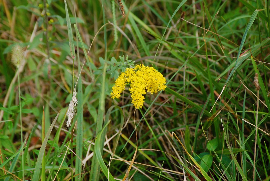 Goldenrod, Indiana, Jefferson County, Big Oak National Wil… Flickr