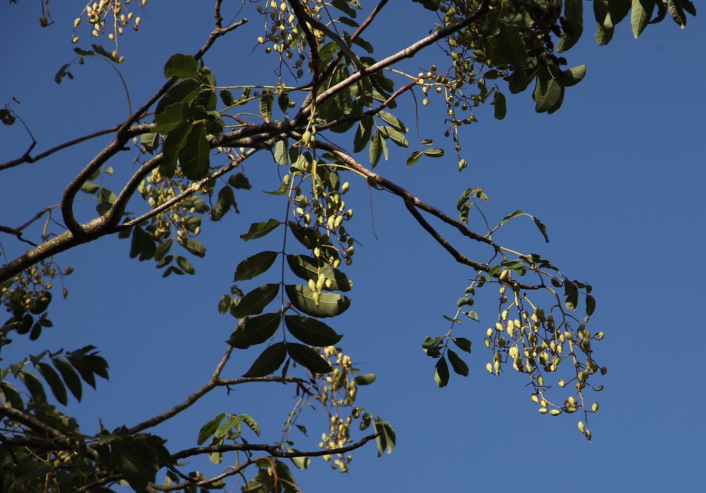 Chinese Cedar leaves and fruit Merrist Wood College Flickr