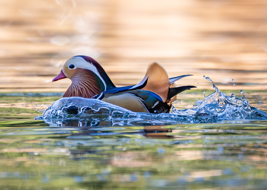 Mandarin Duck Joits Flickr