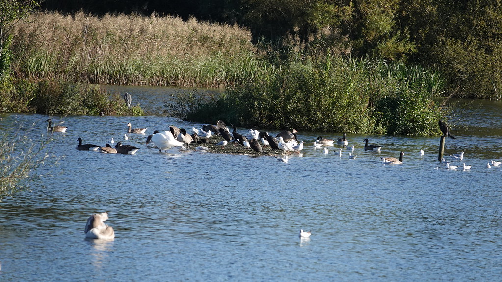 Sandford Lake Woodley Derek Photos Flickr