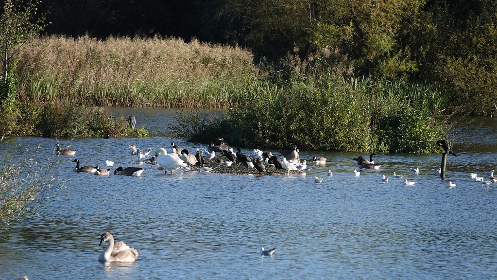 Sandford Lake Woodley Derek Photos Flickr