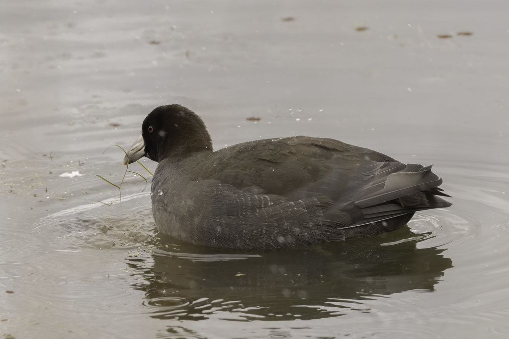 AMERICAN COOT View in Original size AMERICAN COOT1023730… Allan