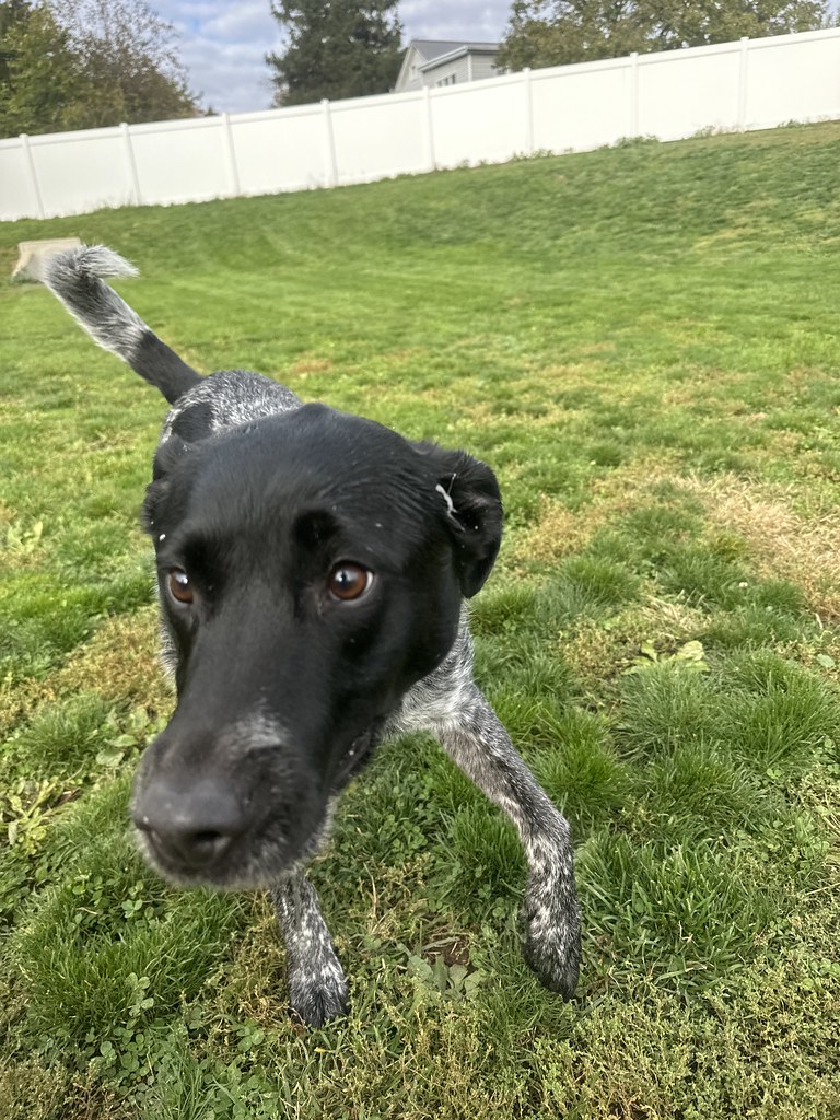 IMG_5775 Greenlin Lambs Gap Flickr