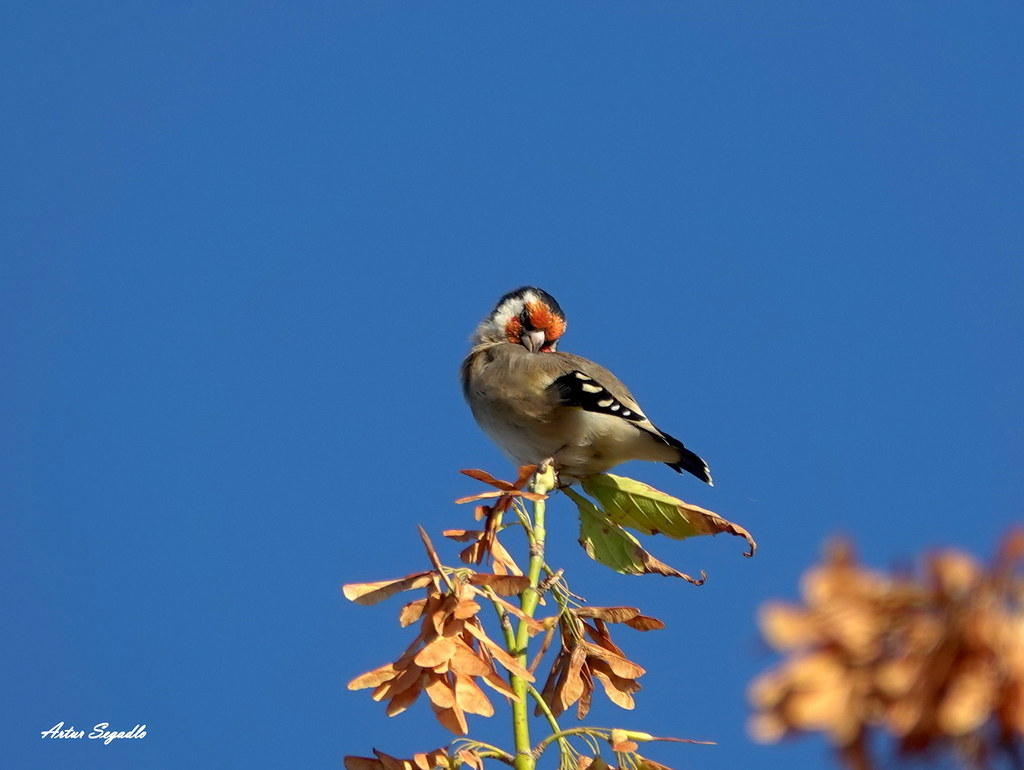 Stieglitz bei der Gefiederpflege Stieglitz (Carduelis card… Flickr