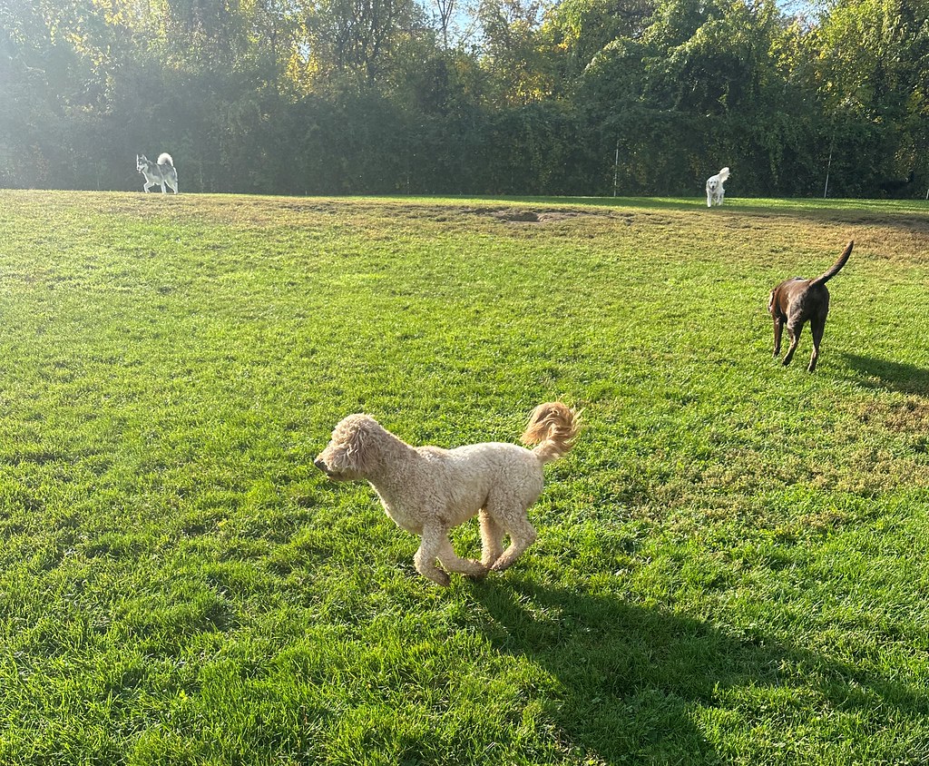 IMG_6226 Greenlin Lambs Gap Flickr