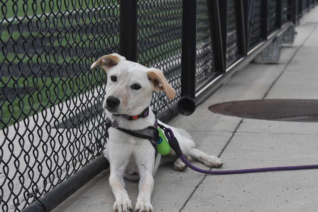 2023_0921_Field Hockey vs. FDU Florham Flickr