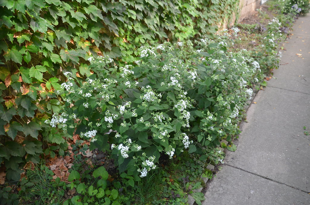 Holy Moly! Look What Started Growing, On Its Own, Next To … Flickr