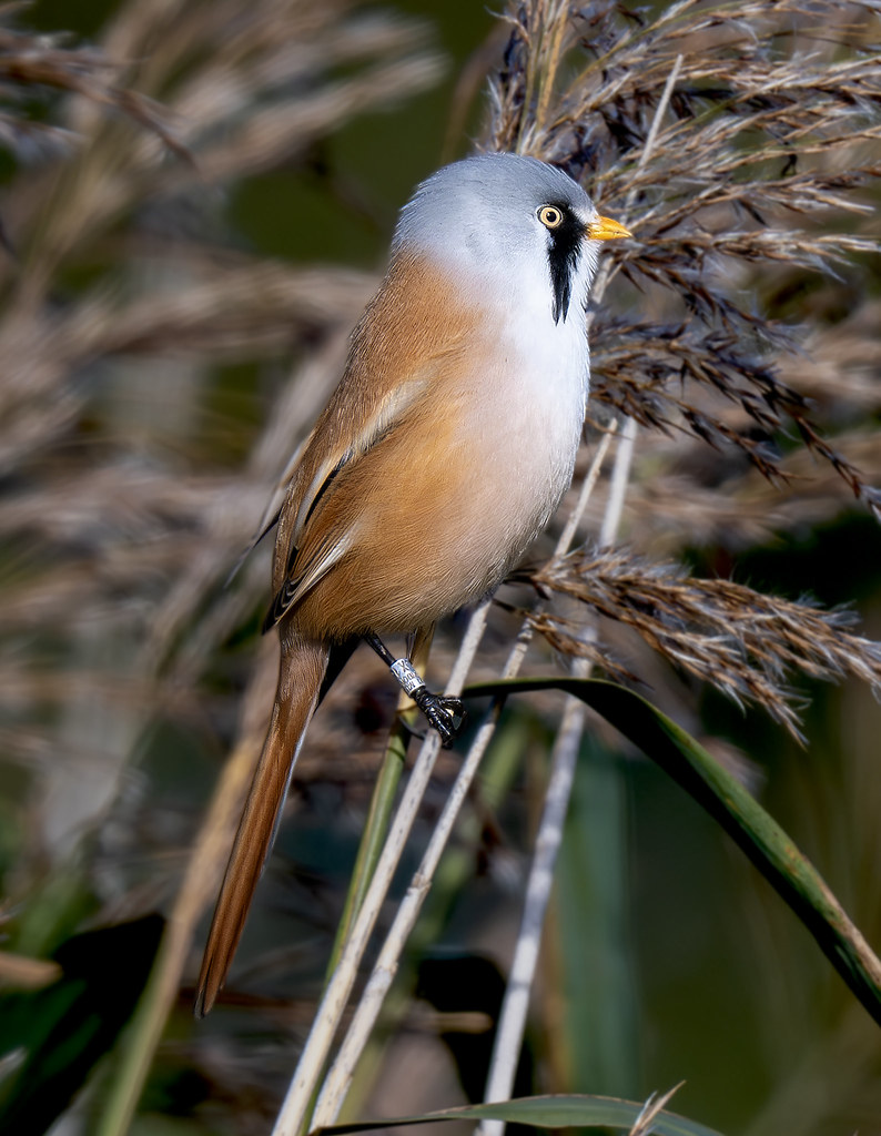 Bearded Tit Tay Reed Beds Ian Doig Flickr