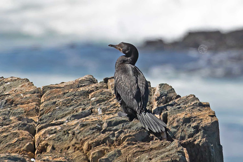 Cape Cormorant Cape Town, South Africa. Peter Maton Flickr