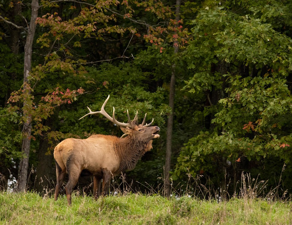 bullelkbuglingelkcountypa Nathan Leinbach Flickr