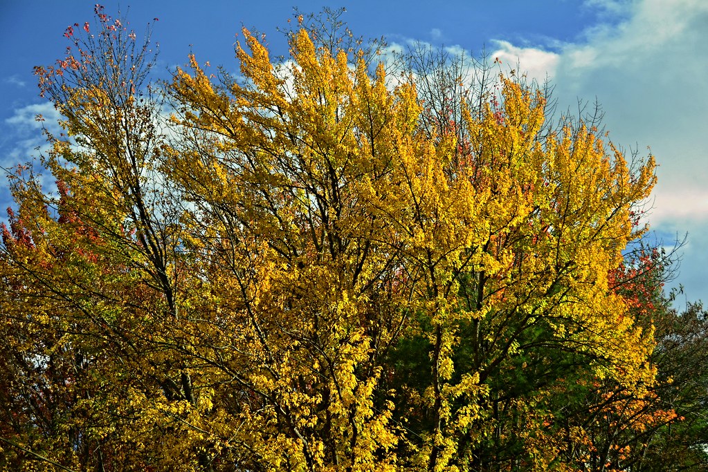 20231019LocalColor0011 Parsonsfield, Maine. Photos of so… Flickr