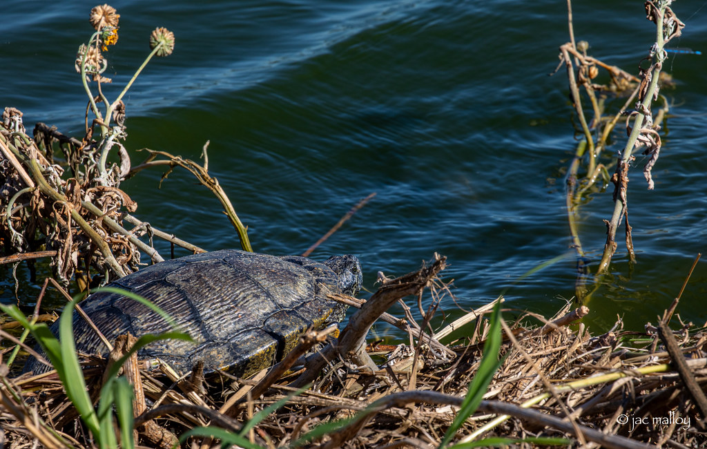 The Water's Edge Hornsby Bend Bird Observatory and other C… Jac