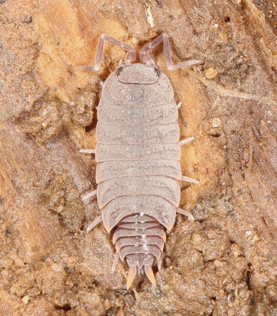 Powder Blue Isopod Species Porcellionides pruinosus Commo… Flickr