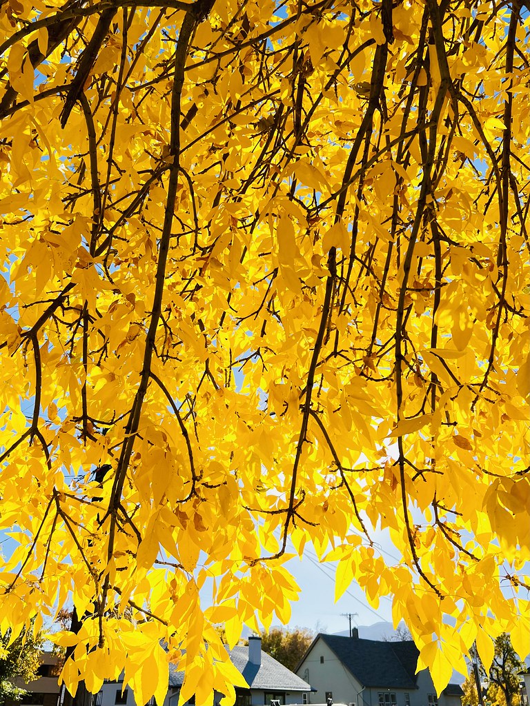 Neighborhood Hickory Upland Hickory in Colorado Springs ne