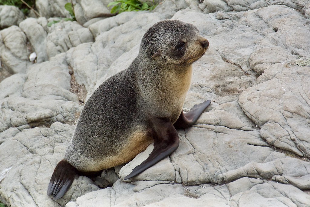 DSC_6439 Baby Seal Kaikoura Russell Parkinson Flickr