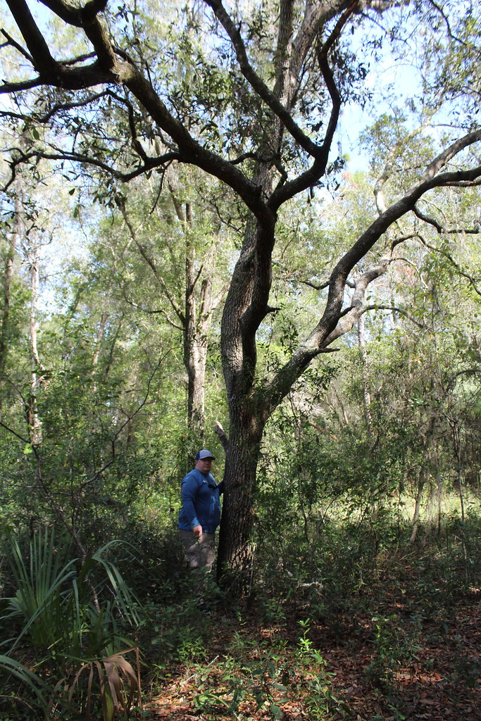 Sand Live Oak Selfie Sand Live Oak Quercus geminata Sandhi… Flickr