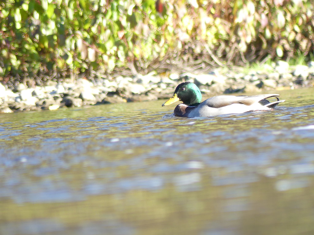 Mallard, Eramosa River Park Jelany Duali Flickr
