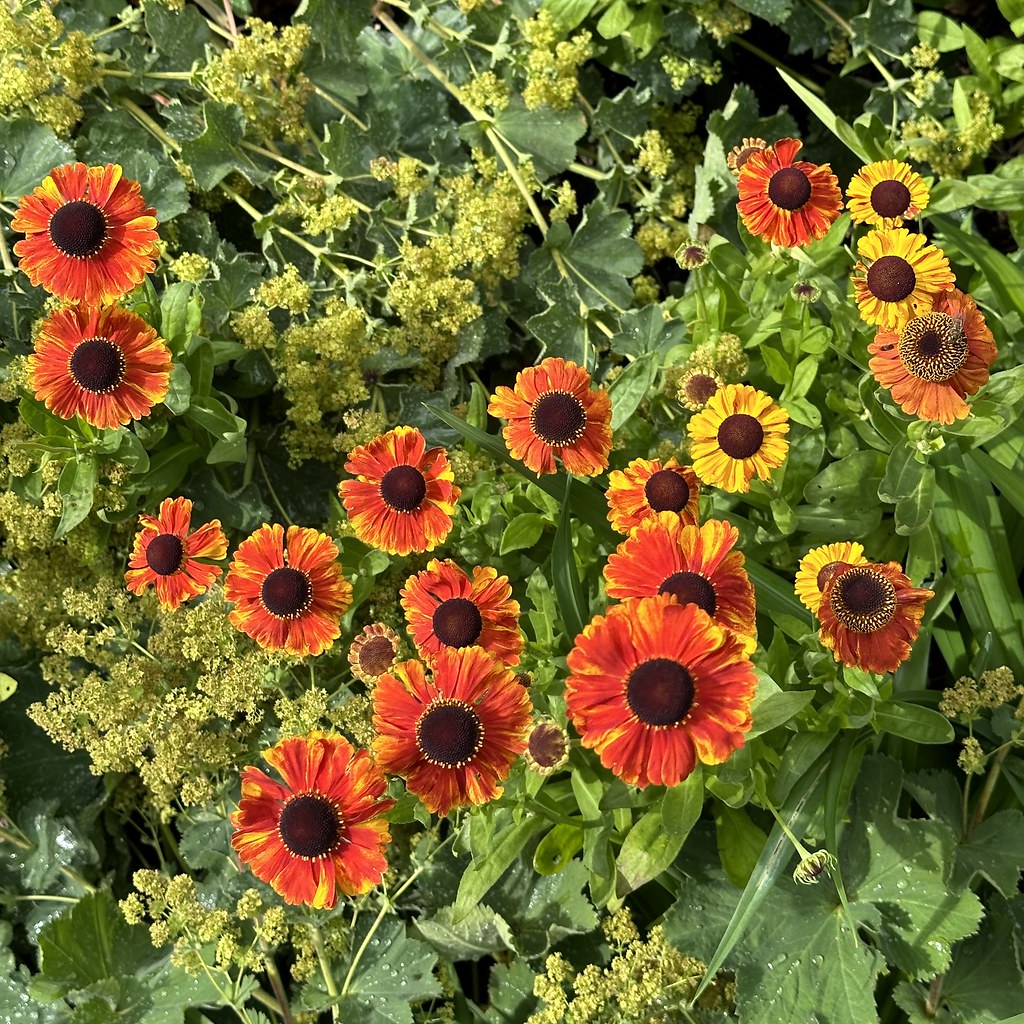 Blanket Flower (Latin Gaillardia x grandiflora. Swedish … Flickr