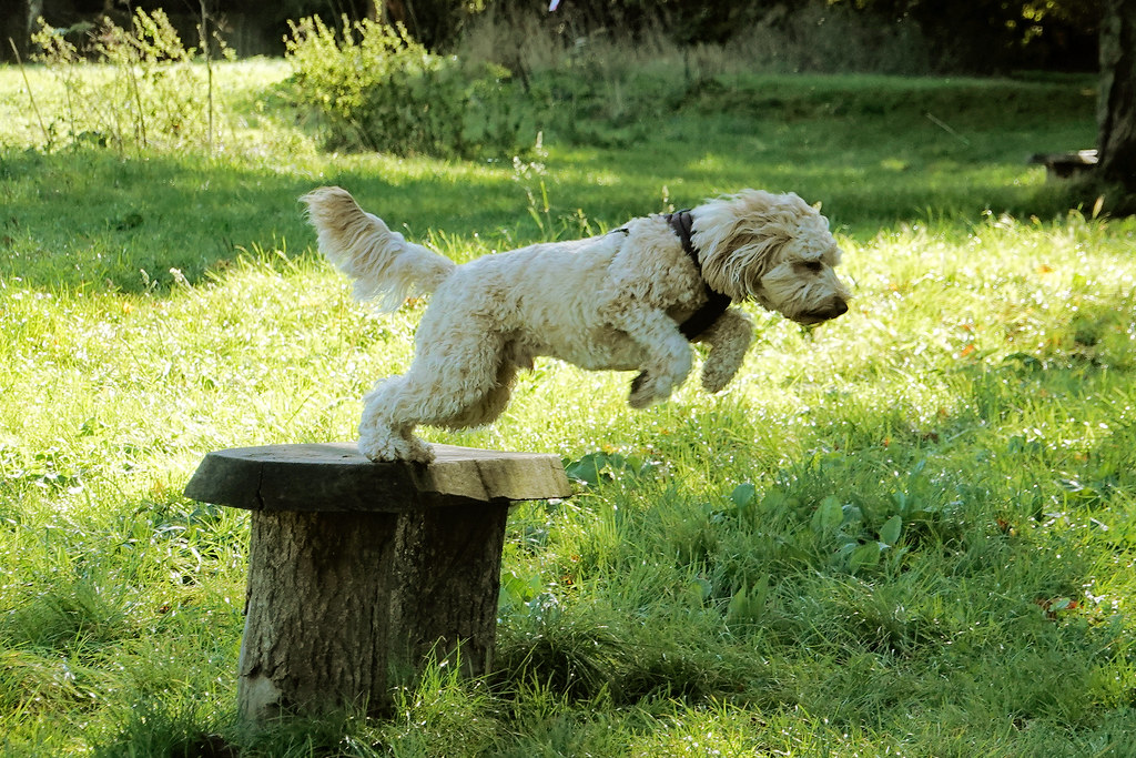 jumping dog Andrew G Flickr