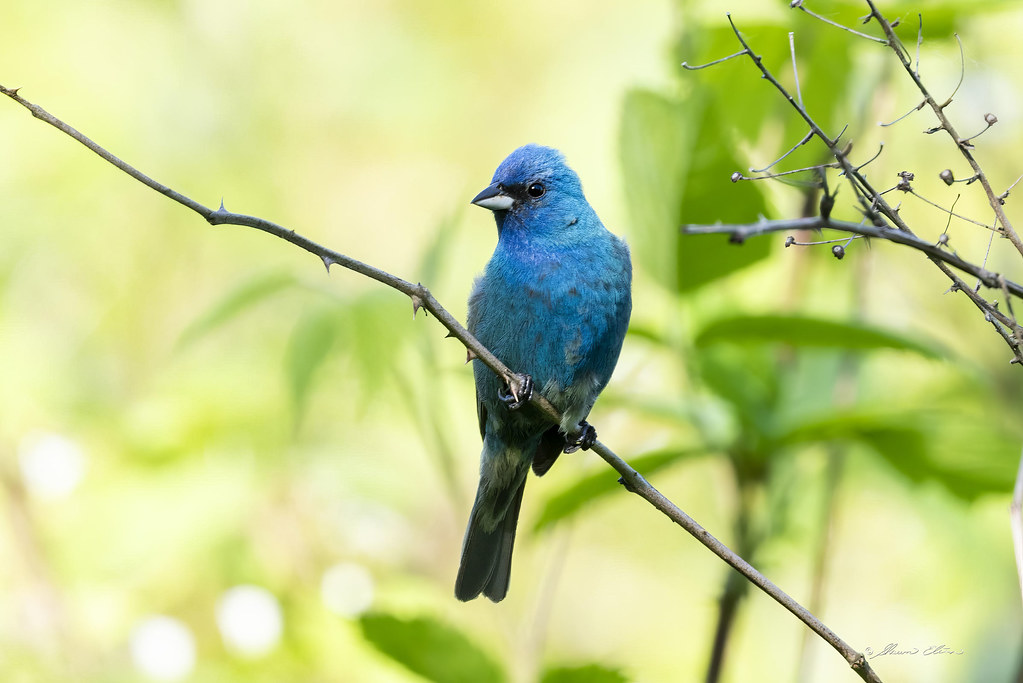 Indigo Bunting Indigo Bunting. Permission for use required